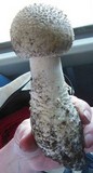 Amanita solitaria image