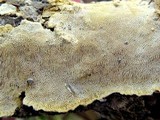 Datronia mollis image