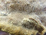 Datronia mollis image
