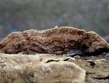 Datronia mollis image