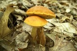 Boletus longicurvipes image