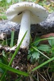 Amanita huijsmanii image