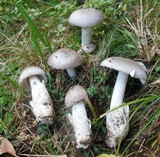 Amanita huijsmanii image