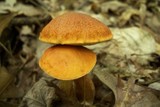 Boletus longicurvipes image