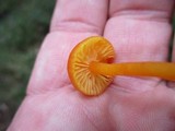 Hygrocybe miniata image