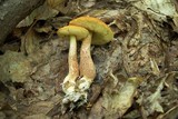 Boletus longicurvipes image