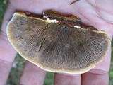 Gloeophyllum sepiarium image