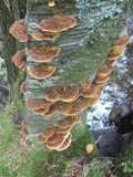 Phellinus gilvus image
