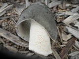 Phallus ravenelii image