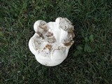 Calvatia cyathiformis image