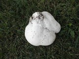 Calvatia cyathiformis image