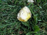 Calvatia cyathiformis image