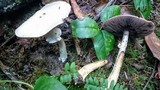 Agaricus silvicola image