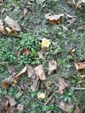 Russula ochroleucoides image