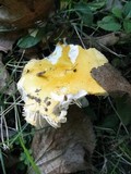 Russula ochroleucoides image