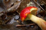 Boletus longicurvipes image