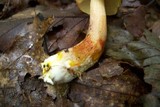 Boletus longicurvipes image