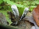 Tolypocladium ophioglossoides image