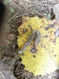 Helvella elastica image