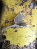 Helvella elastica image