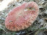 Suillus spraguei image