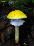 Amanita flavorubens image