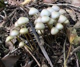 Mycena inclinata image