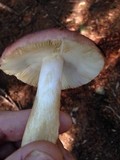 Russula xerampelina image