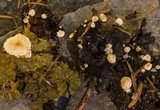 Collybia cirrhata image
