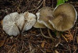 Mycena maculata image