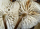 Mycena maculata image