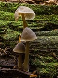 Mycena maculata image