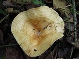 Lactarius psammicola image