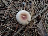 Gymnopus hariolorum image