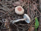 Gymnopus hariolorum image