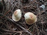 Gymnopus hariolorum image