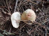 Gymnopus hariolorum image