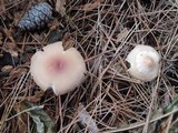 Gymnopus hariolorum image