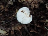 Leucopaxillus giganteus image