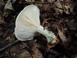 Leucopaxillus giganteus image