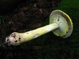 Amanita flavorubens image