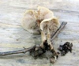 Gymnopus kauffmanii image