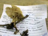 Gymnopus kauffmanii image