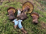 Boletus oliveisporus image