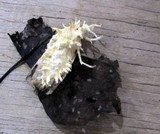 Cordyceps tuberculata image