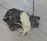 Cordyceps tuberculata image