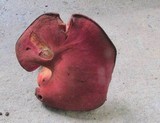 Fistulina hepatica image