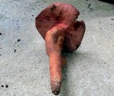 Fistulina hepatica image