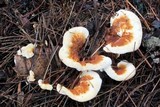Heterobasidion annosum image
