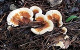 Heterobasidion annosum image